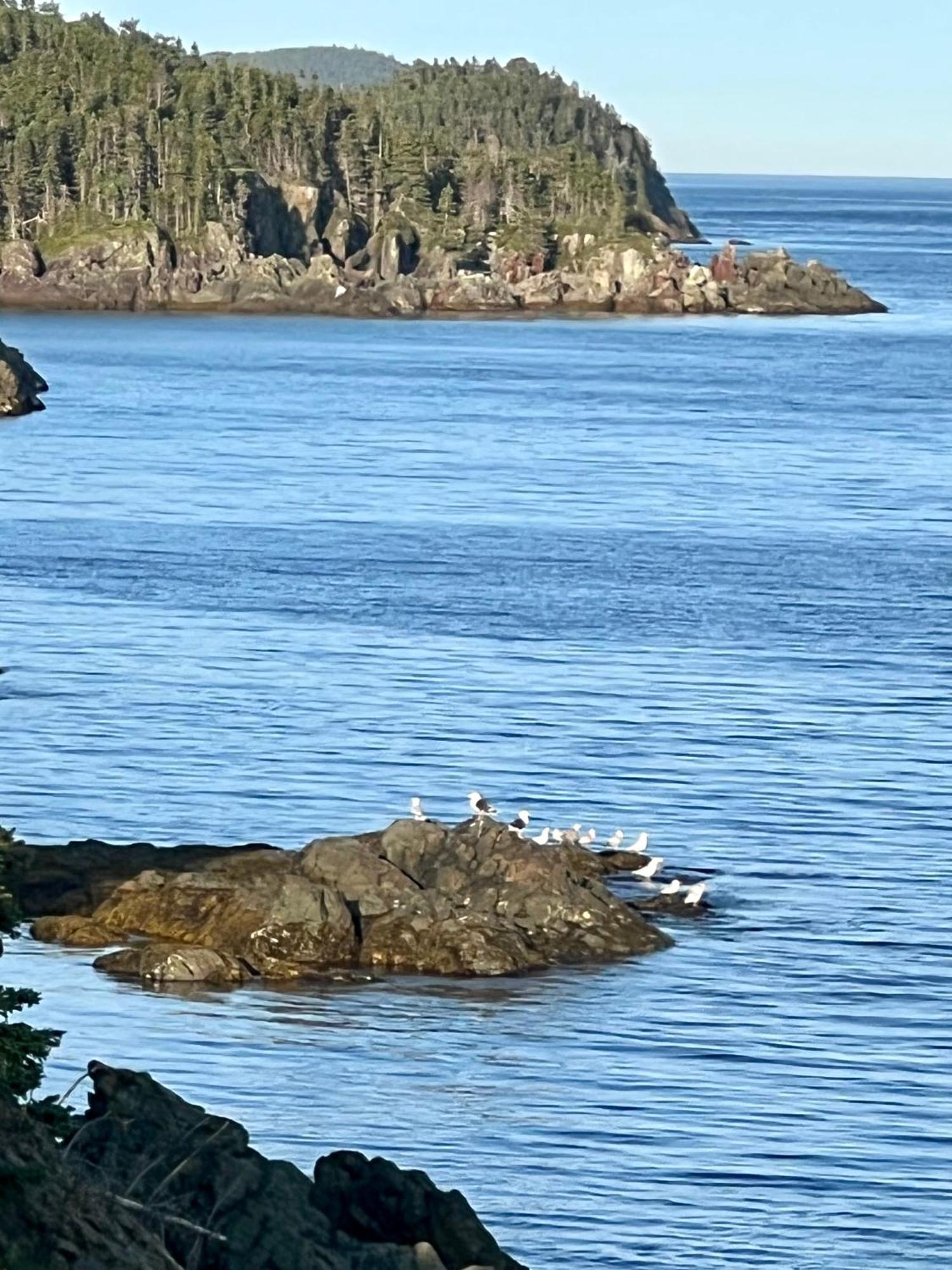 The View Suites And Breakfast In Triton, Newfoundland Pilley's Island Eksteriør bilde